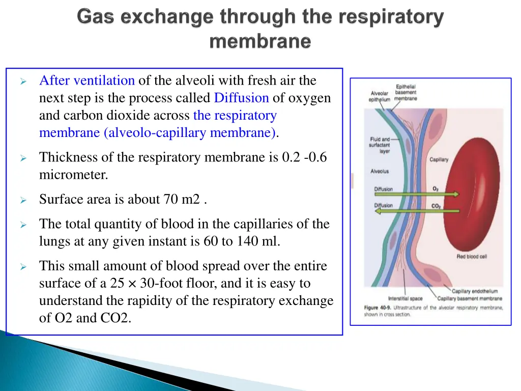 after ventilation of the alveoli with fresh