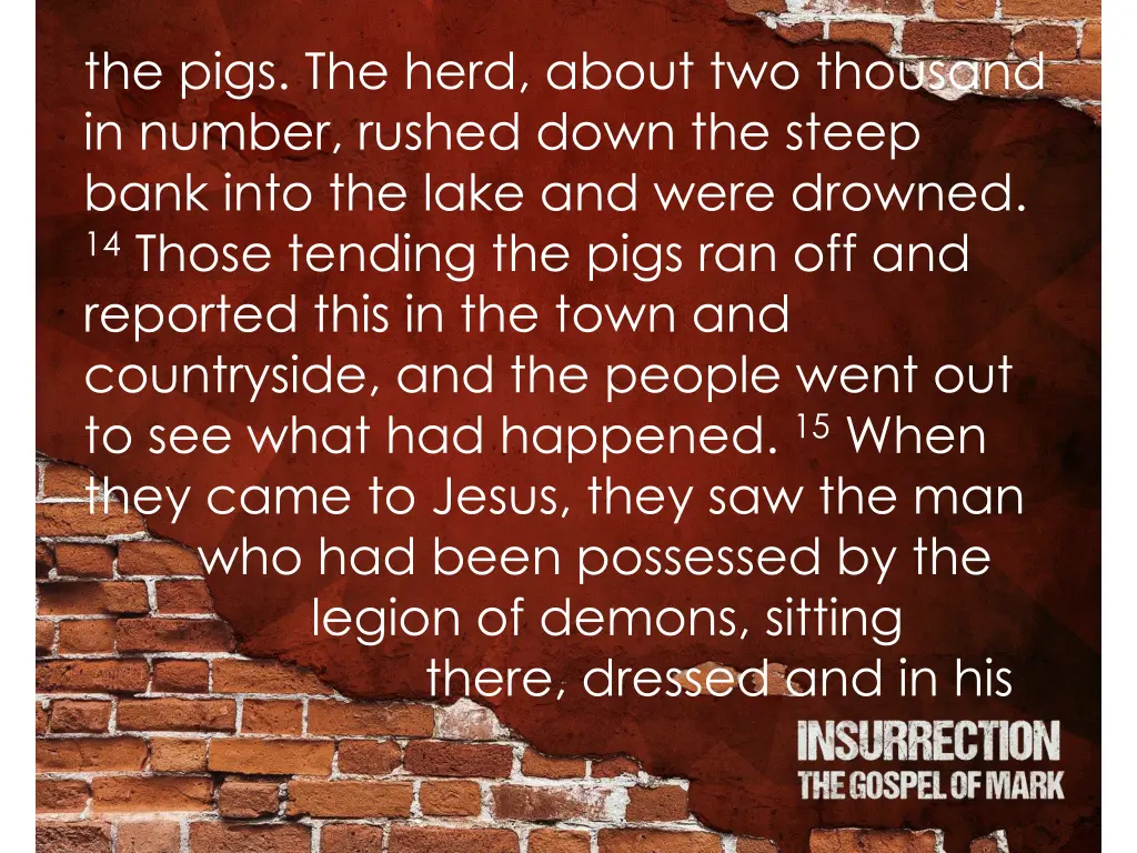 the pigs the herd about two thousand in number