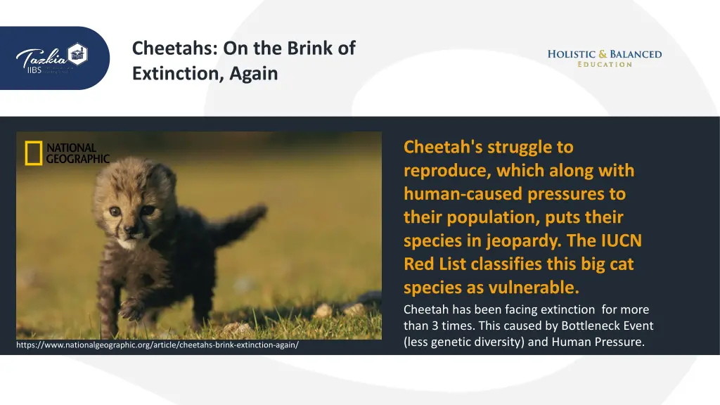 cheetahs on the brink of extinction again