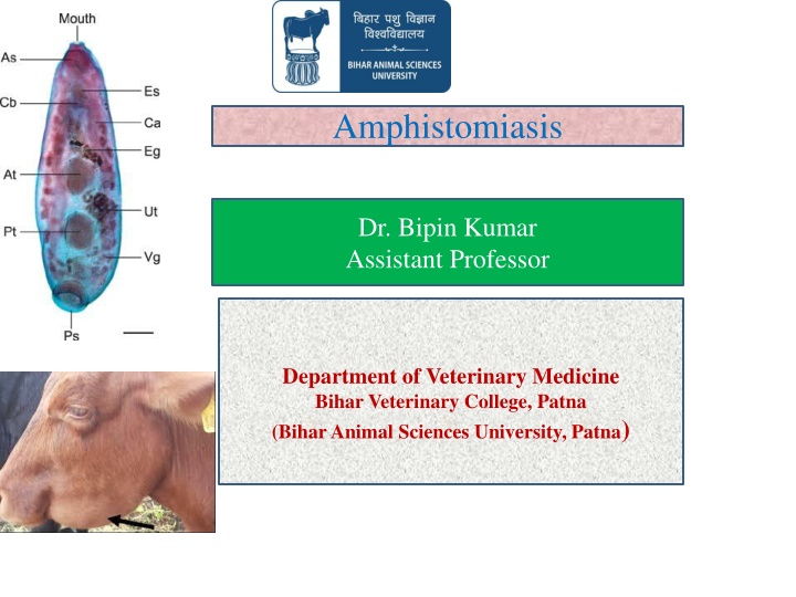 amphistomiasis