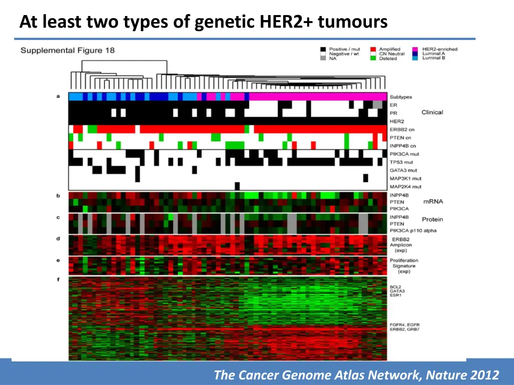 at least two types of genetic her2 tumours