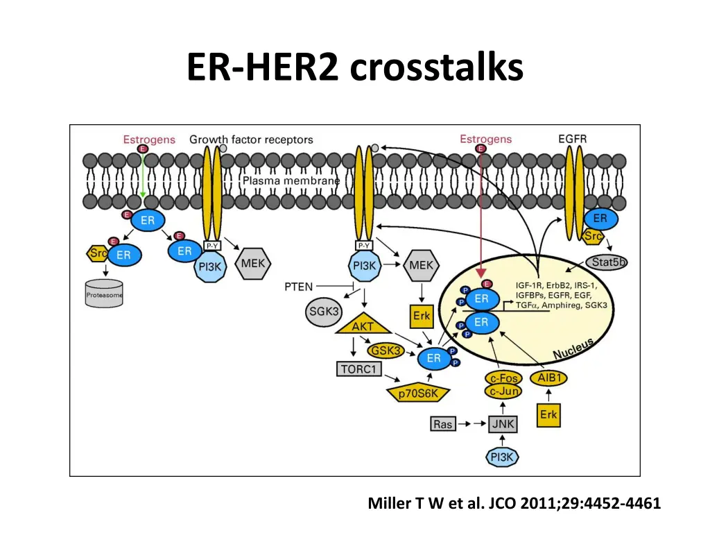 er her2 crosstalks