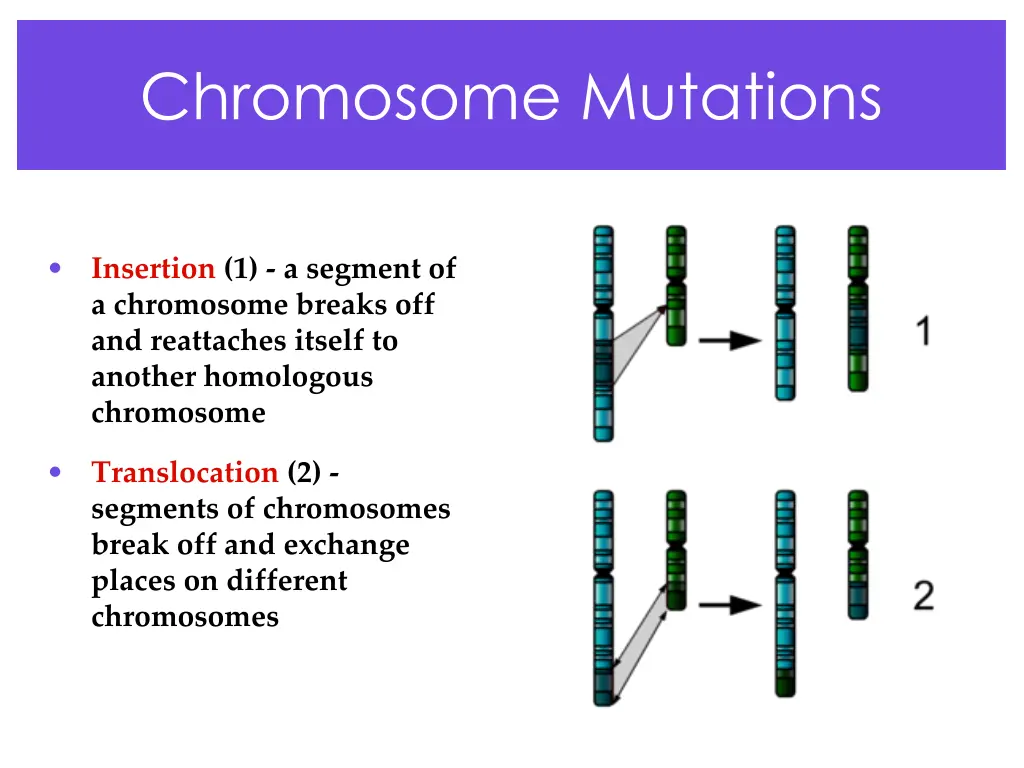 chromosome mutations 1