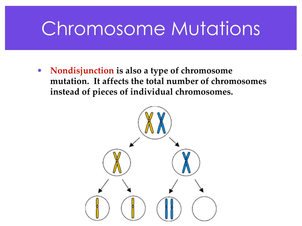 chromosome mutations 2