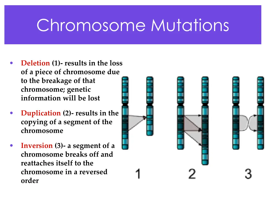 chromosome mutations