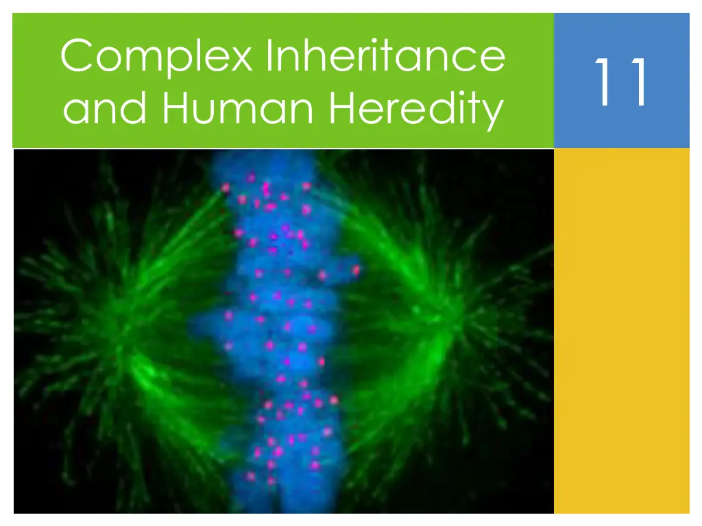 complex inheritance and human heredity