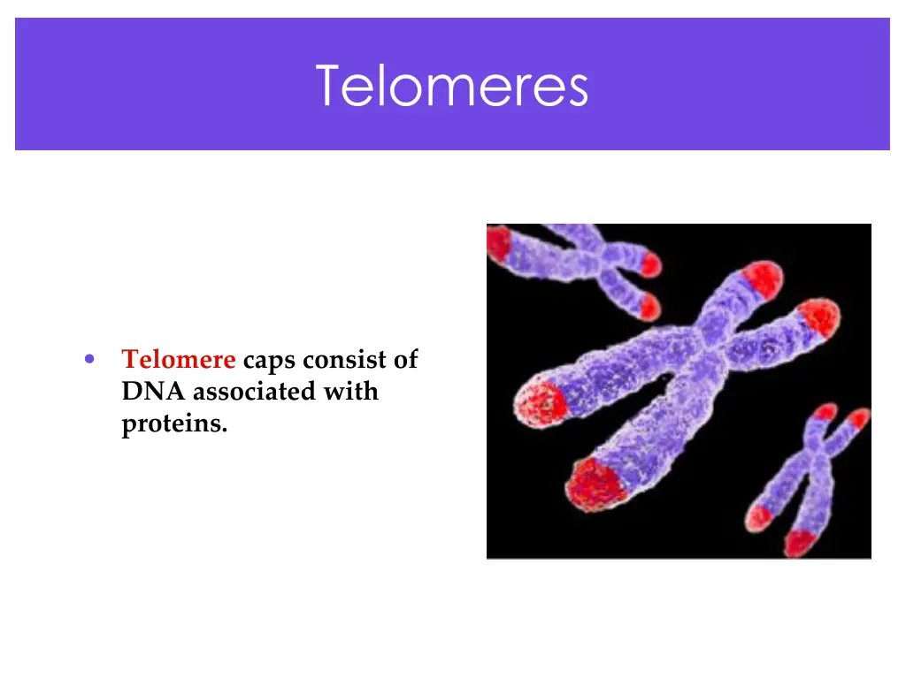 telomeres