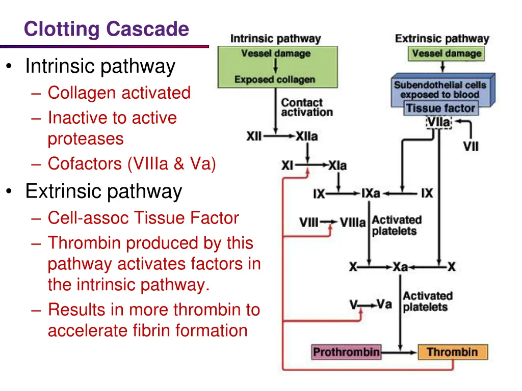 clotting cascade