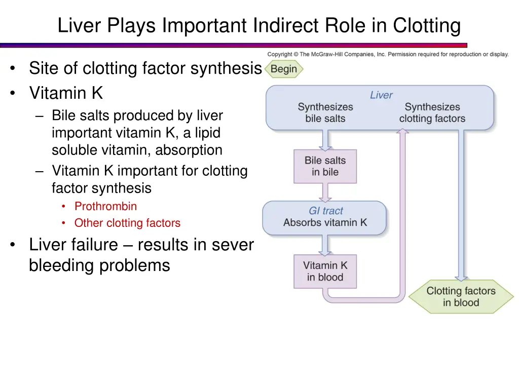 liver plays important indirect role in clotting