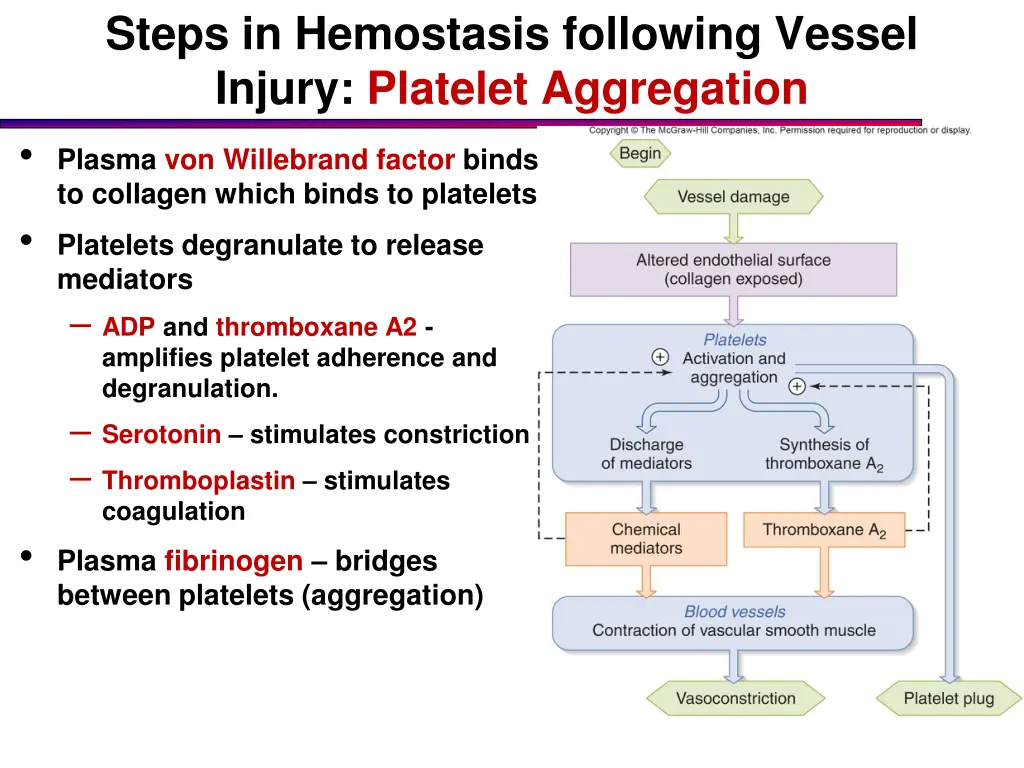 steps in hemostasis following vessel injury 1