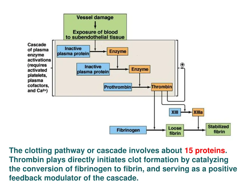 the clotting pathway or cascade involves about