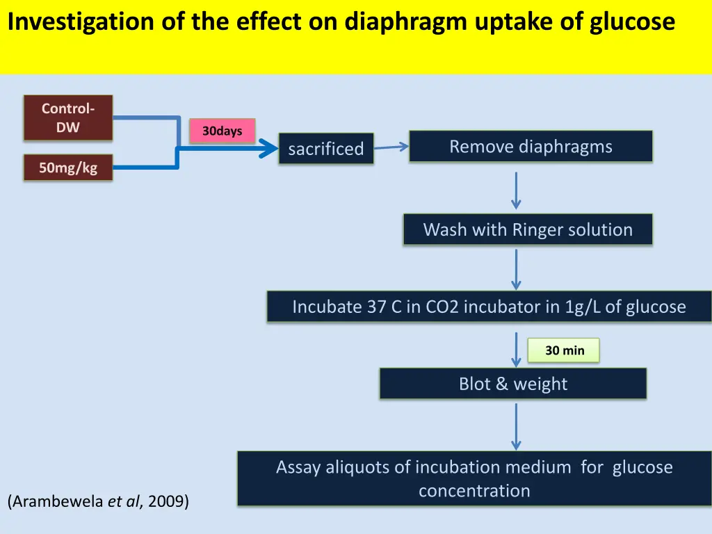 investigation of the effect on diaphragm uptake