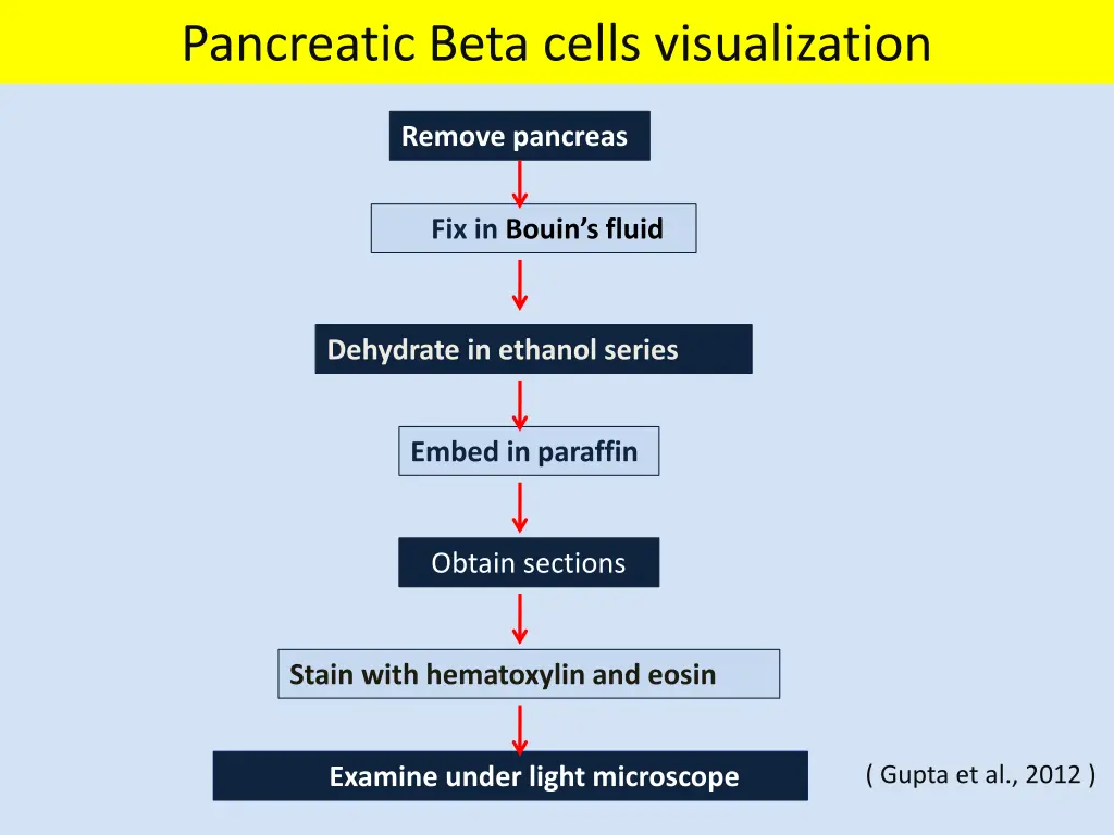 pancreatic beta cells visualization