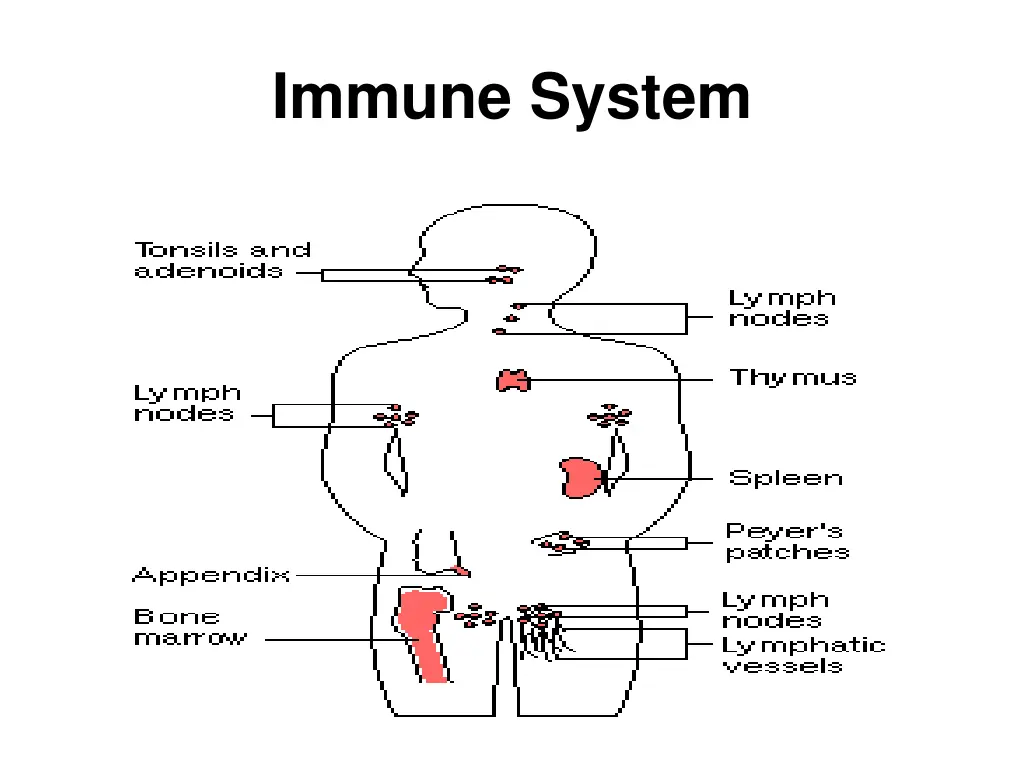 immune system