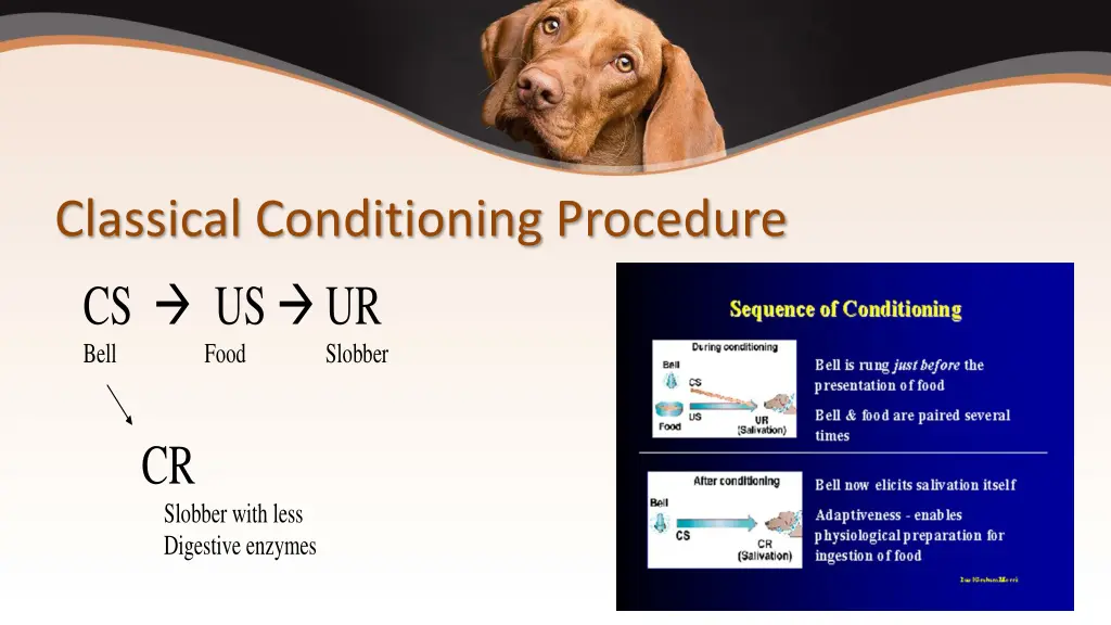 classical conditioning procedure cs us ur bell