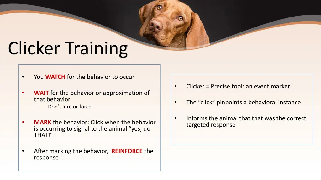 clicker training