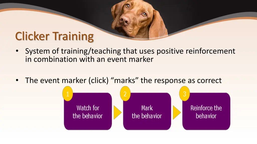 clicker training system of training teaching that
