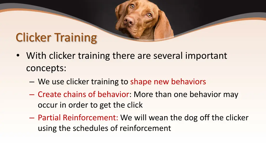clicker training with clicker training there