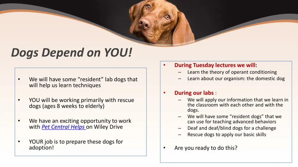 dogs depend on you
