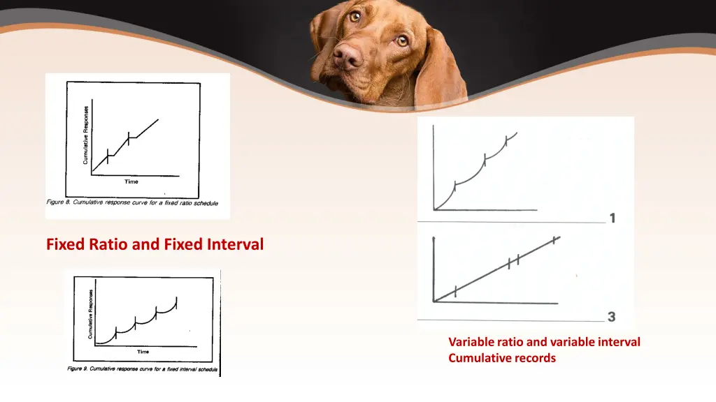 fixed ratio and fixed interval