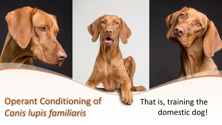 operant conditioning of canis lupis familiaris