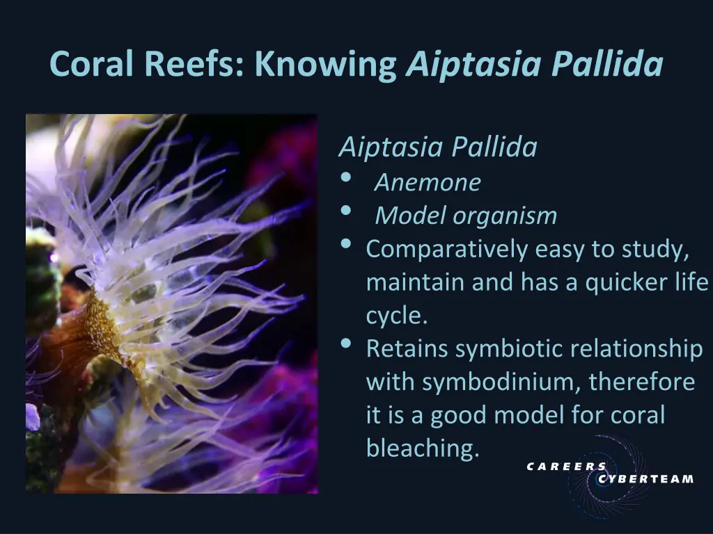 coral reefs knowing aiptasia pallida 1