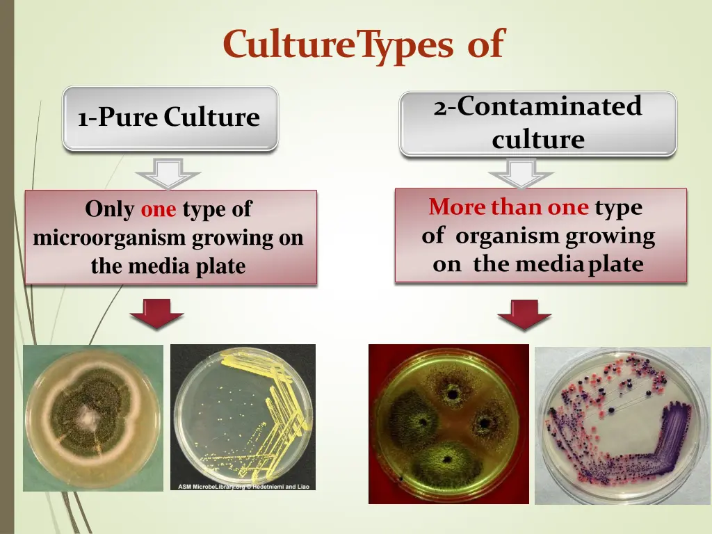 culture