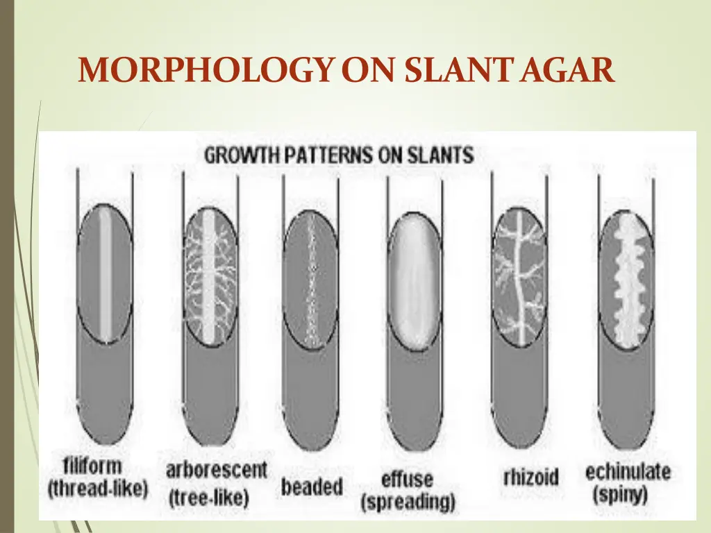 morphology on slantagar
