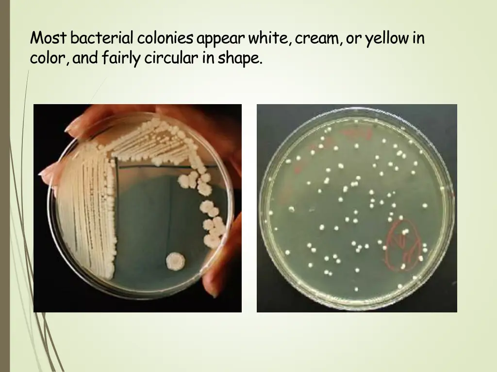 mostbacterialcoloniesappearwhite cream oryellowin