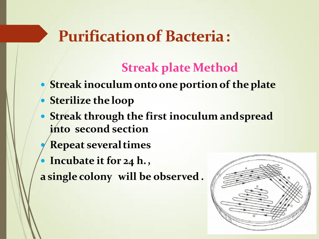 purification of bacteria