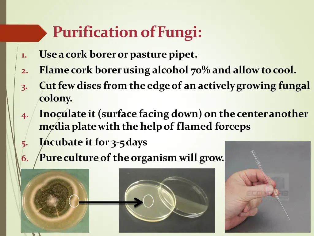 purification offungi