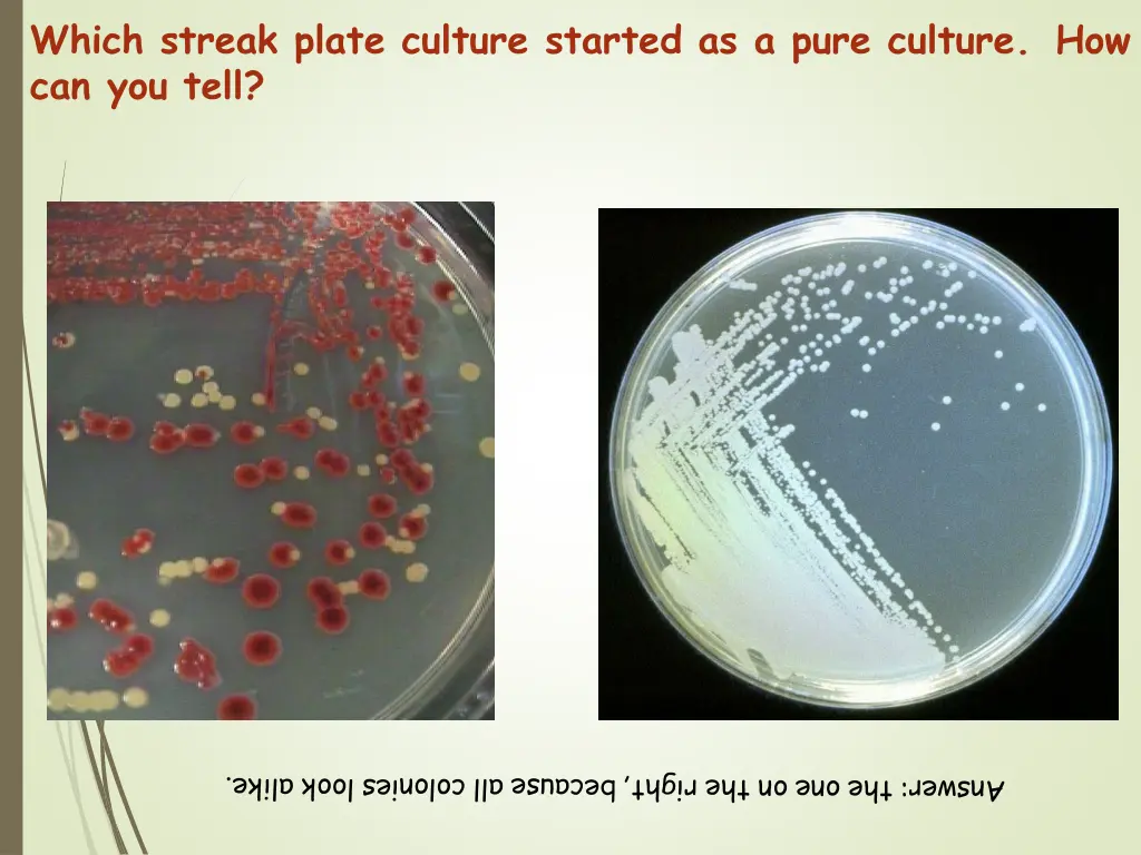 which streak plate culture started as a pure