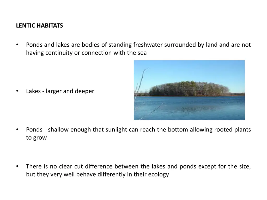 lentic habitats