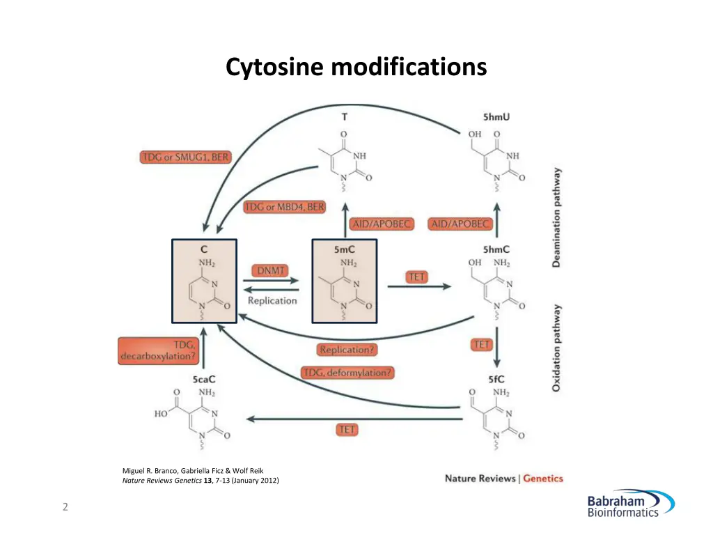 cytosine modifications