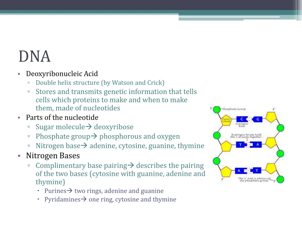 dna deoxyribonucleic acid double helix structure