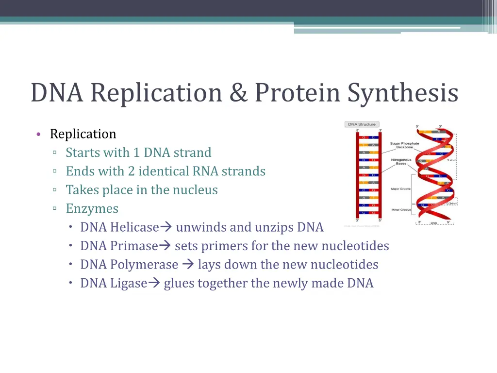 dna replication protein synthesis