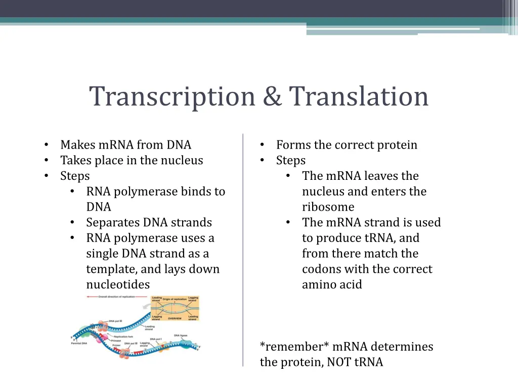 transcription translation