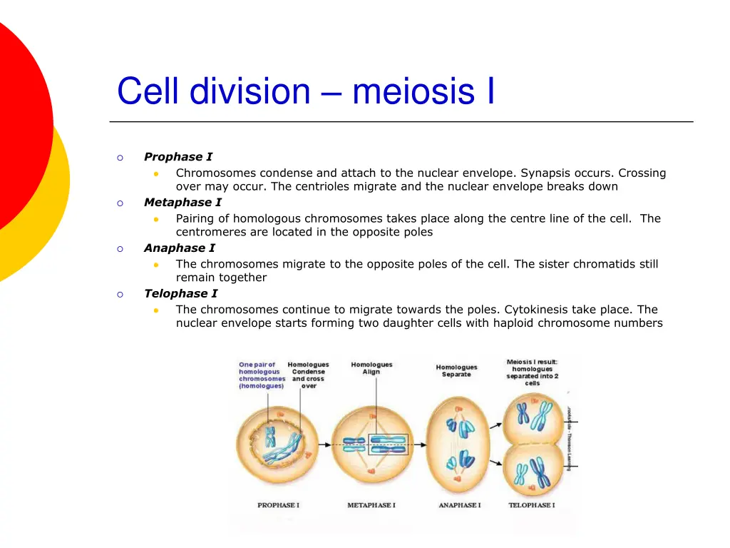 cell division meiosis i