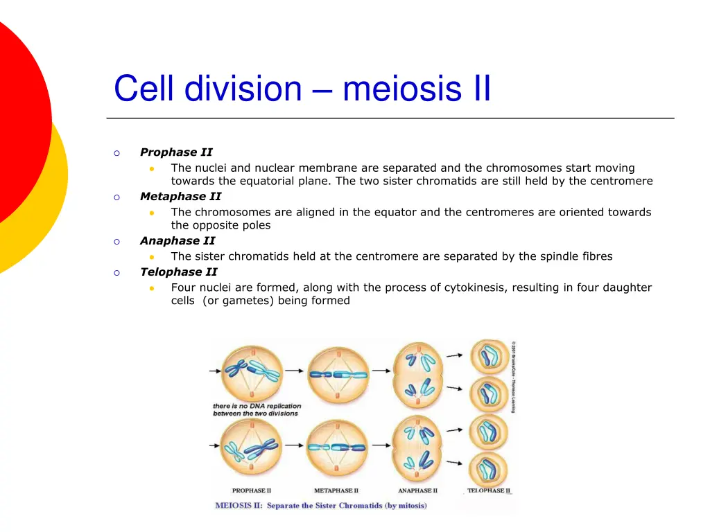 cell division meiosis ii