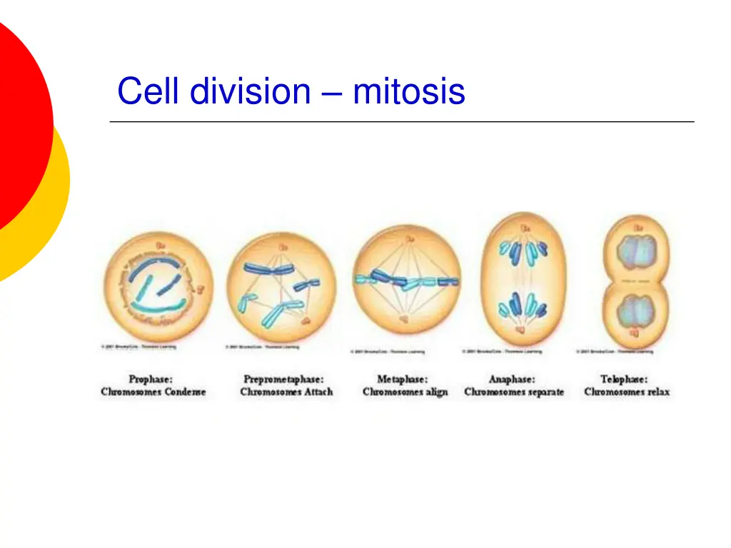 cell division mitosis 1