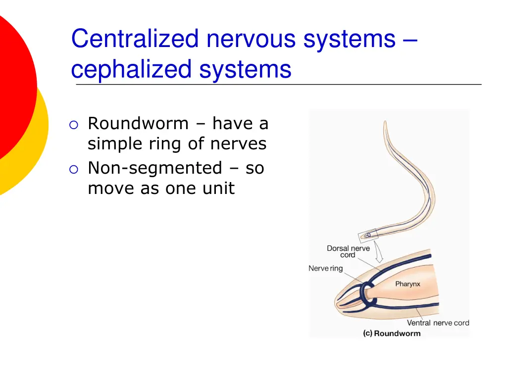 centralized nervous systems cephalized systems 1
