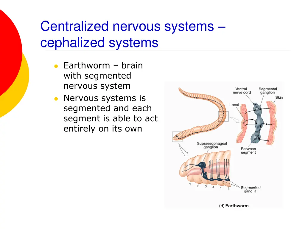 centralized nervous systems cephalized systems 2