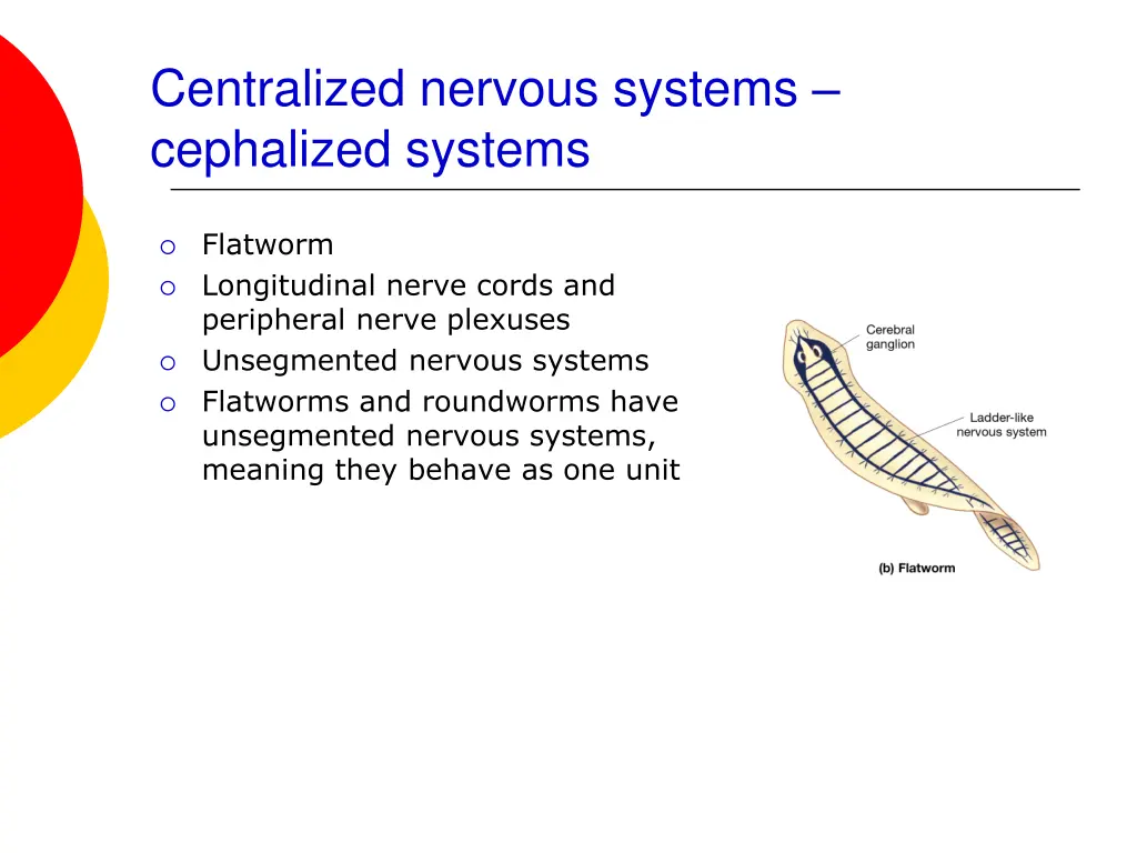 centralized nervous systems cephalized systems
