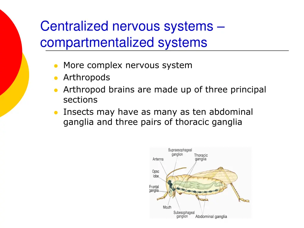 centralized nervous systems compartmentalized 1