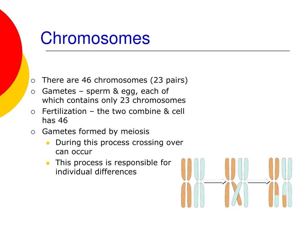chromosomes