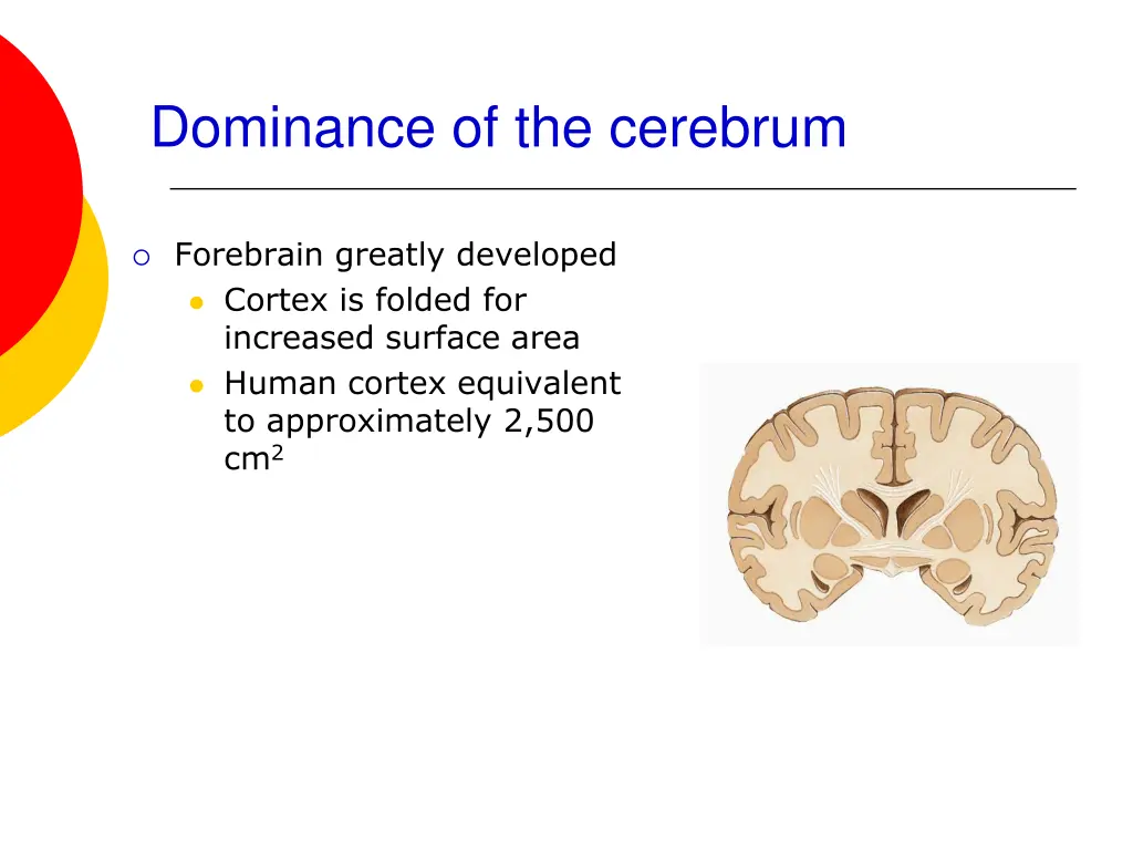 dominance of the cerebrum