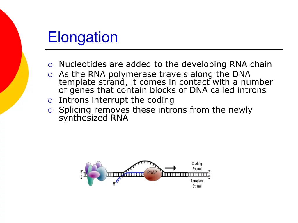 elongation