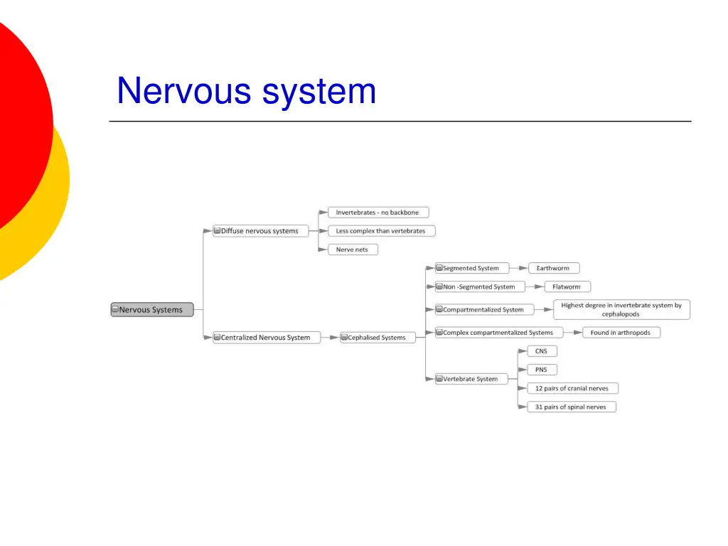 nervous system