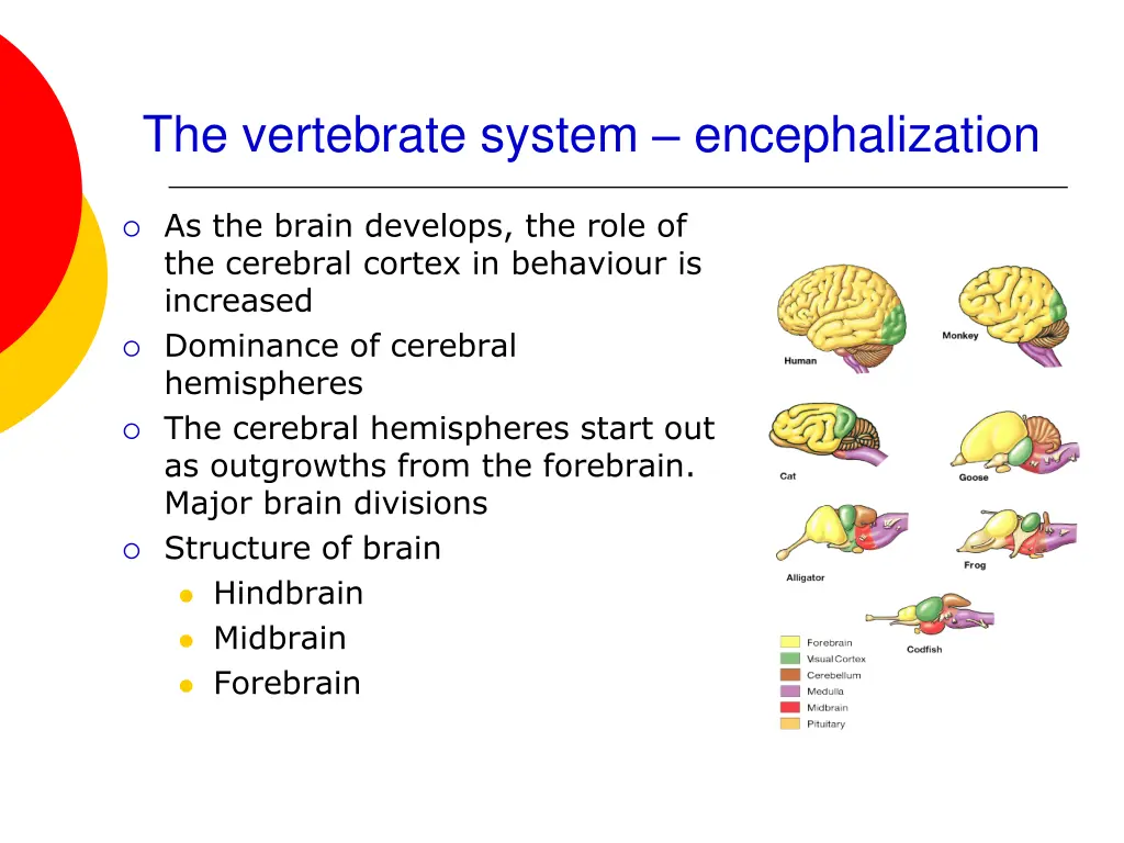 the vertebrate system encephalization