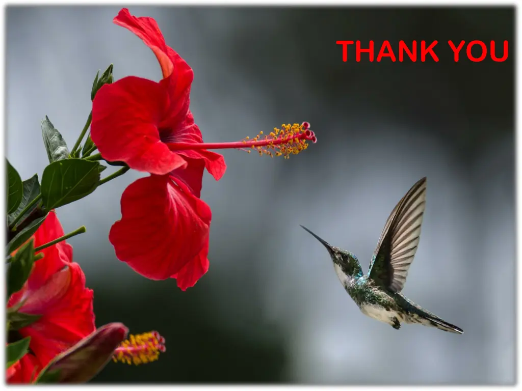 thank you